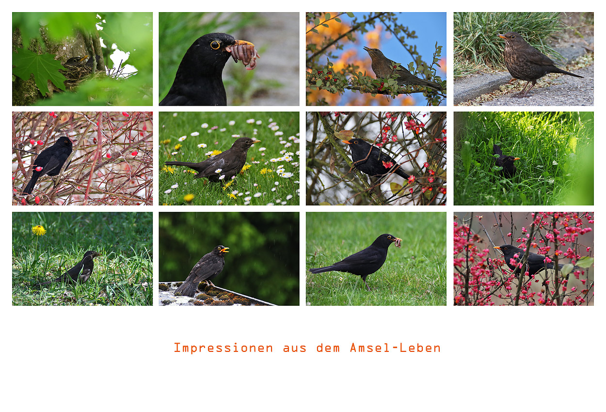 Impressionen aus dem Amsel-Leben