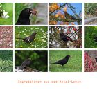 Impressionen aus dem Amsel-Leben