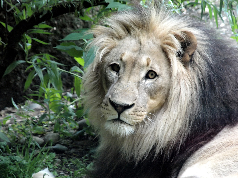 Impressionen aus dem Basler Zoo - 1