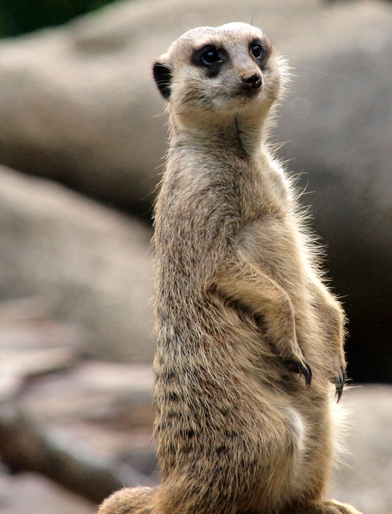 Impressionen aus dem Basler Zoo-4