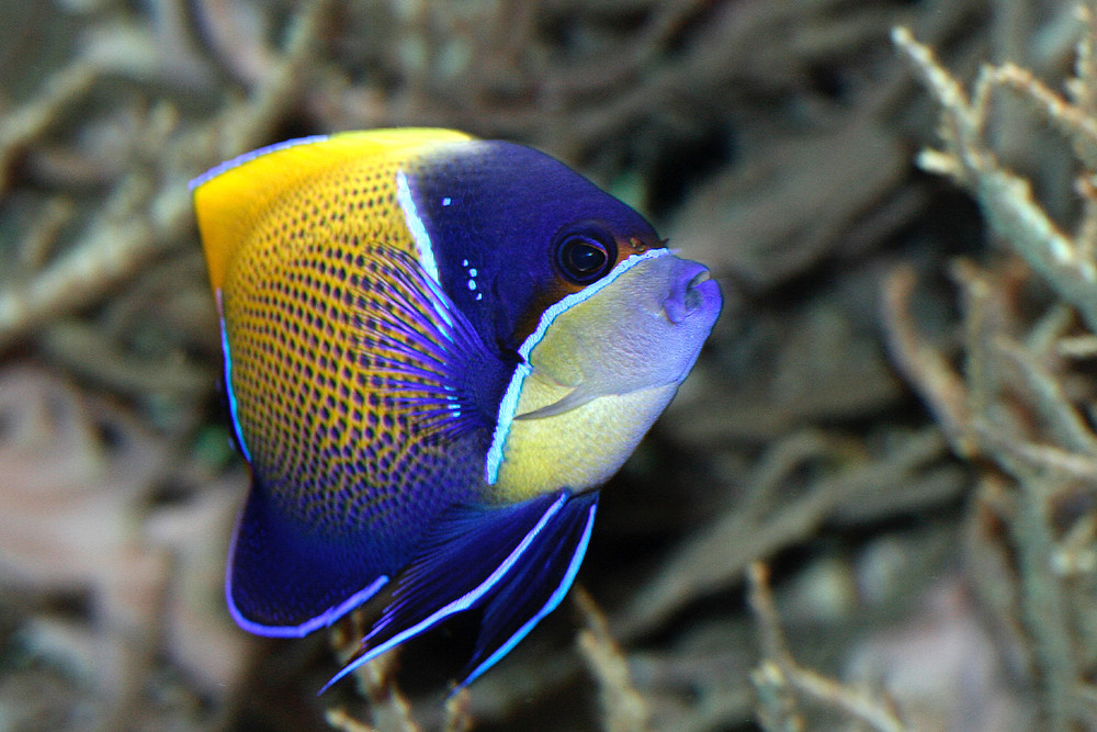 Impressionen aus dem Berliner Zoo 1, Pomacanthus navarchus - Traumkaisefisch