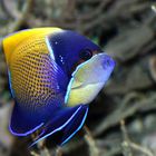 Impressionen aus dem Berliner Zoo 1, Pomacanthus navarchus - Traumkaisefisch