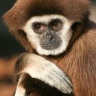 Impressionen aus dem Berliner Zoo 10, Hylobates lar-Weißhandgibbon