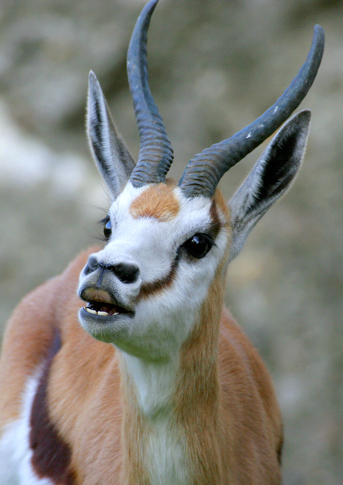 Impressionen aus dem Berliner Zoo 2, Antidorcas marsupialis - Springbock