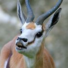 Impressionen aus dem Berliner Zoo 2, Antidorcas marsupialis - Springbock