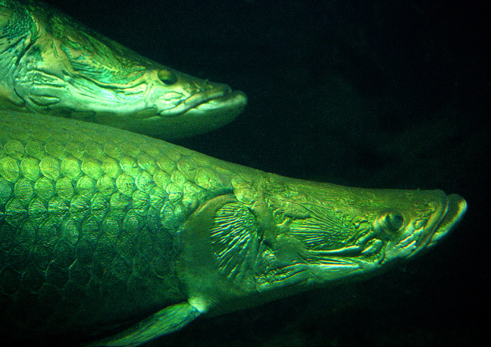 Impressionen aus dem Berliner Zoo 4, Arapaima gigas-Arapaima