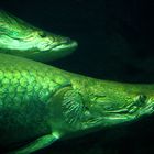 Impressionen aus dem Berliner Zoo 4, Arapaima gigas-Arapaima