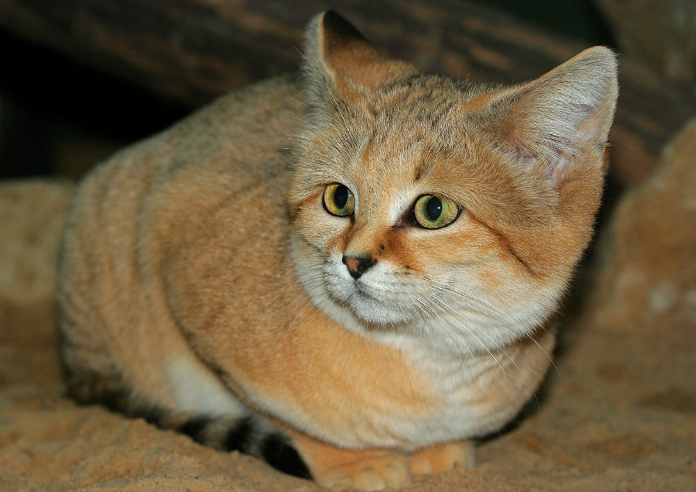 Impressionen aus dem Berliner Zoo 9, Felis m.margarita-Sandkatze