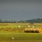 Impressionen aus dem Burgenland3