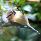 Impressionen aus dem Garten 1