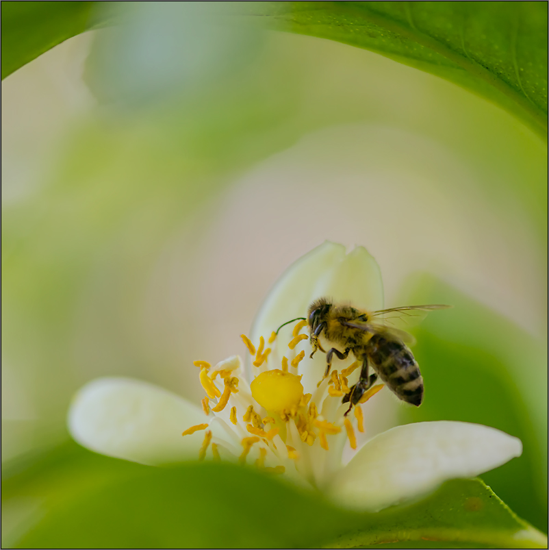 impressionen aus dem garten #1