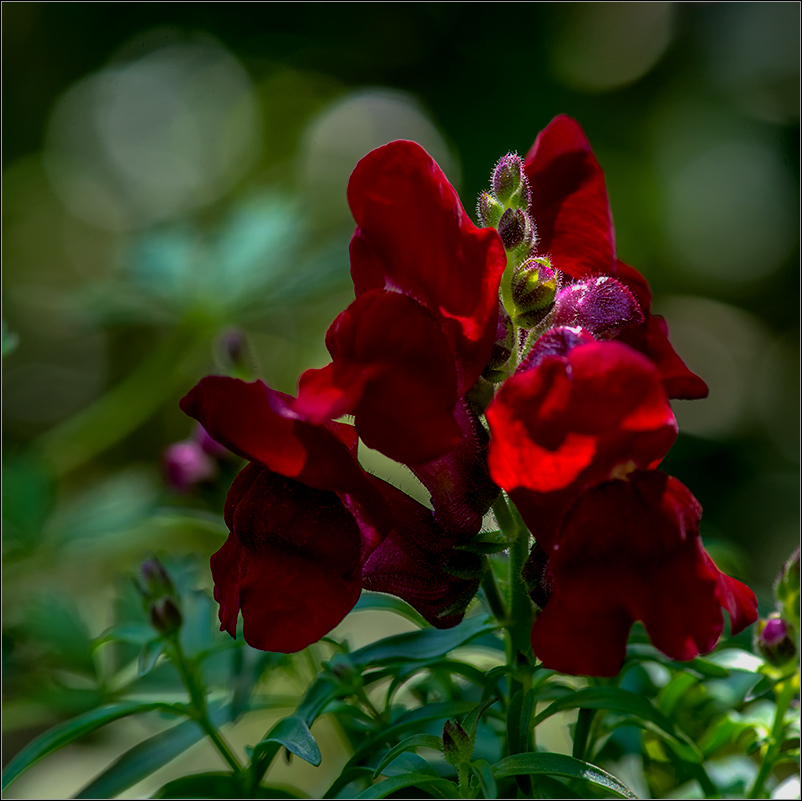 impressionen aus dem garten  #2