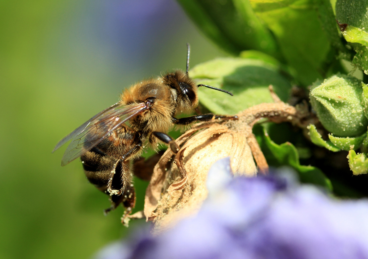 Impressionen aus dem Garten 4