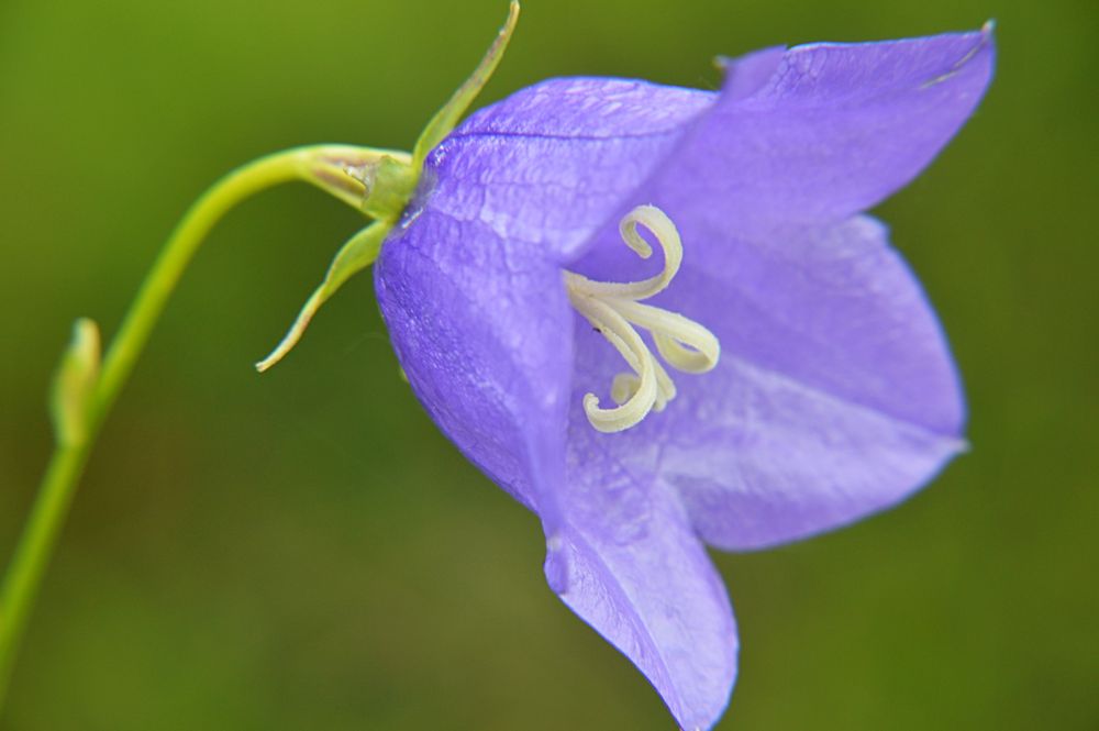 Impressionen aus dem Garten