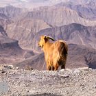 Impressionen aus dem Hadschar-Gebirge (Oman)