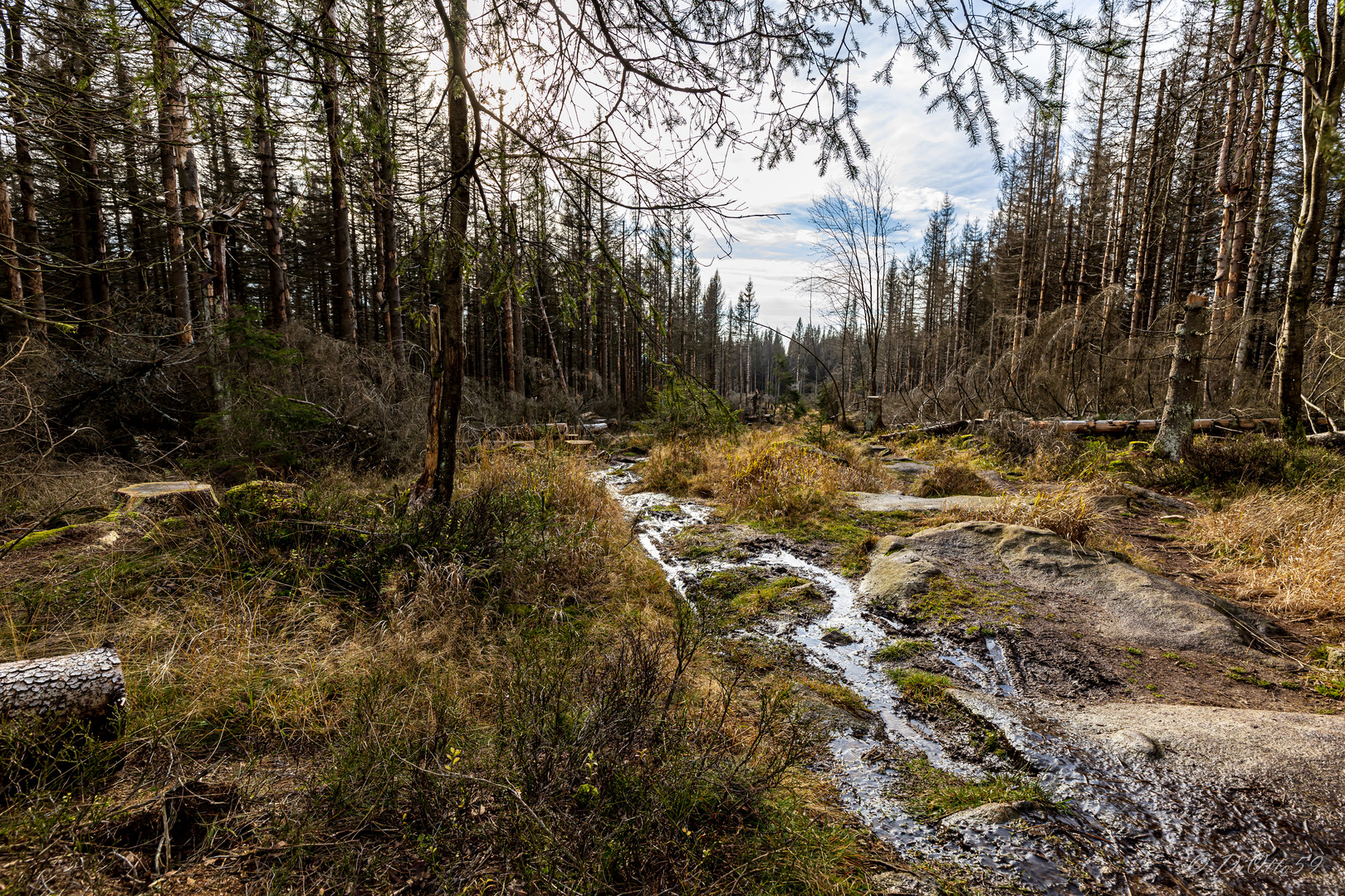 Impressionen aus dem Harz