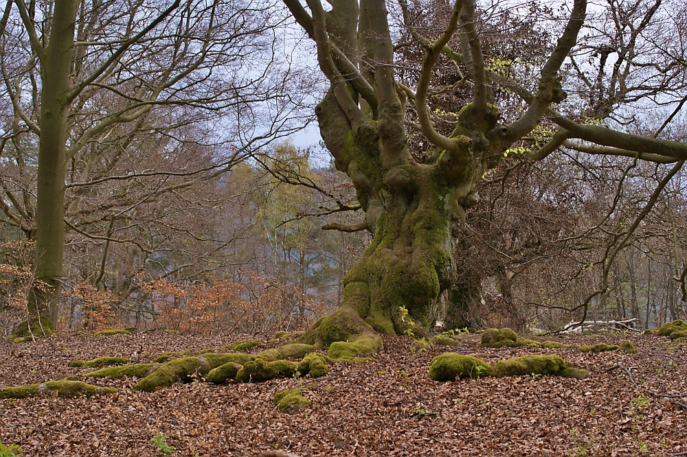 Impressionen aus dem Hutewald "Halloh"