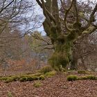 Impressionen aus dem Hutewald "Halloh"