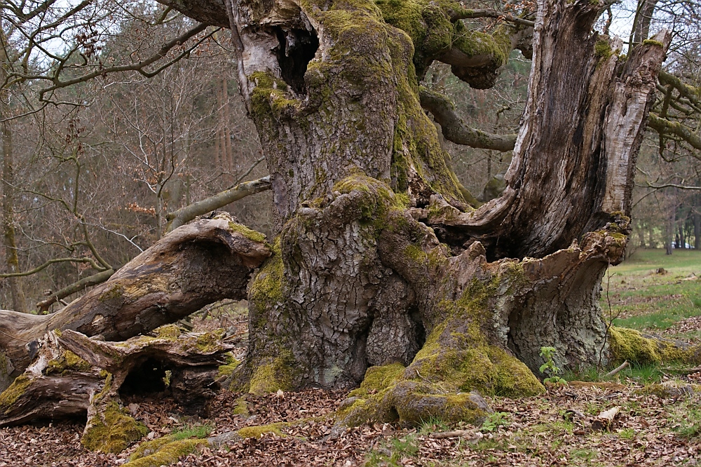 Impressionen aus dem Hutewald "Halloh"