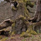 Impressionen aus dem Hutewald "Halloh"