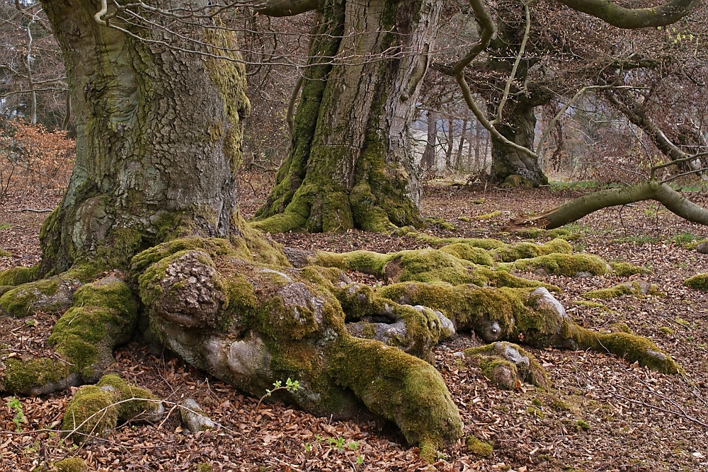 Impressionen aus dem Hutewald "Halloh"