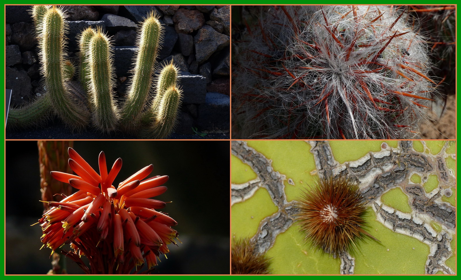 Impressionen aus dem "Jardin de Cactus de Manrique"