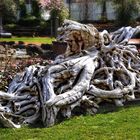 Impressionen aus dem Krankenhausgarten in Heilbad Heiligenstadt - Die Wurzel