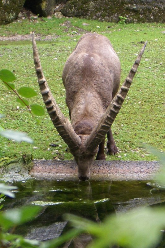 Impressionen aus dem Münchner Zoo II