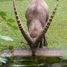 Impressionen aus dem Münchner Zoo II