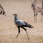 Impressionen aus dem Naturschutzgebiet Mata Mata, Südafrika (5)