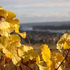 Impressionen aus dem Rheingau_02