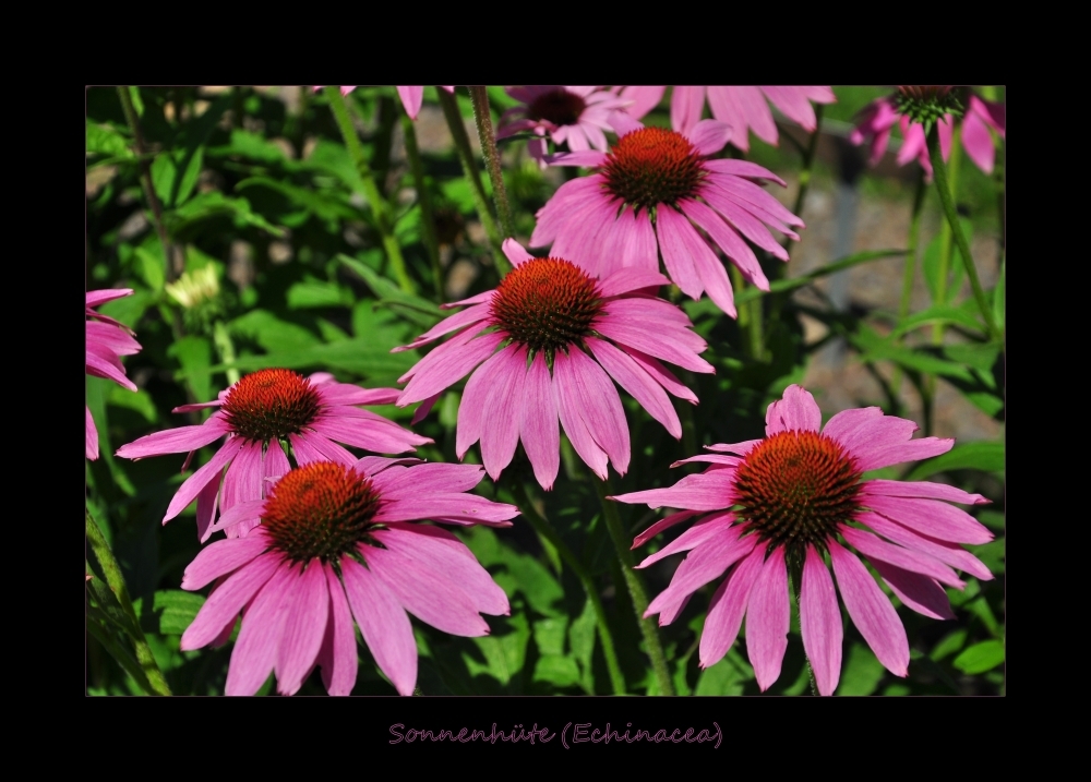 Impressionen aus dem Schlossgarten von Schloss Dyck....... 3