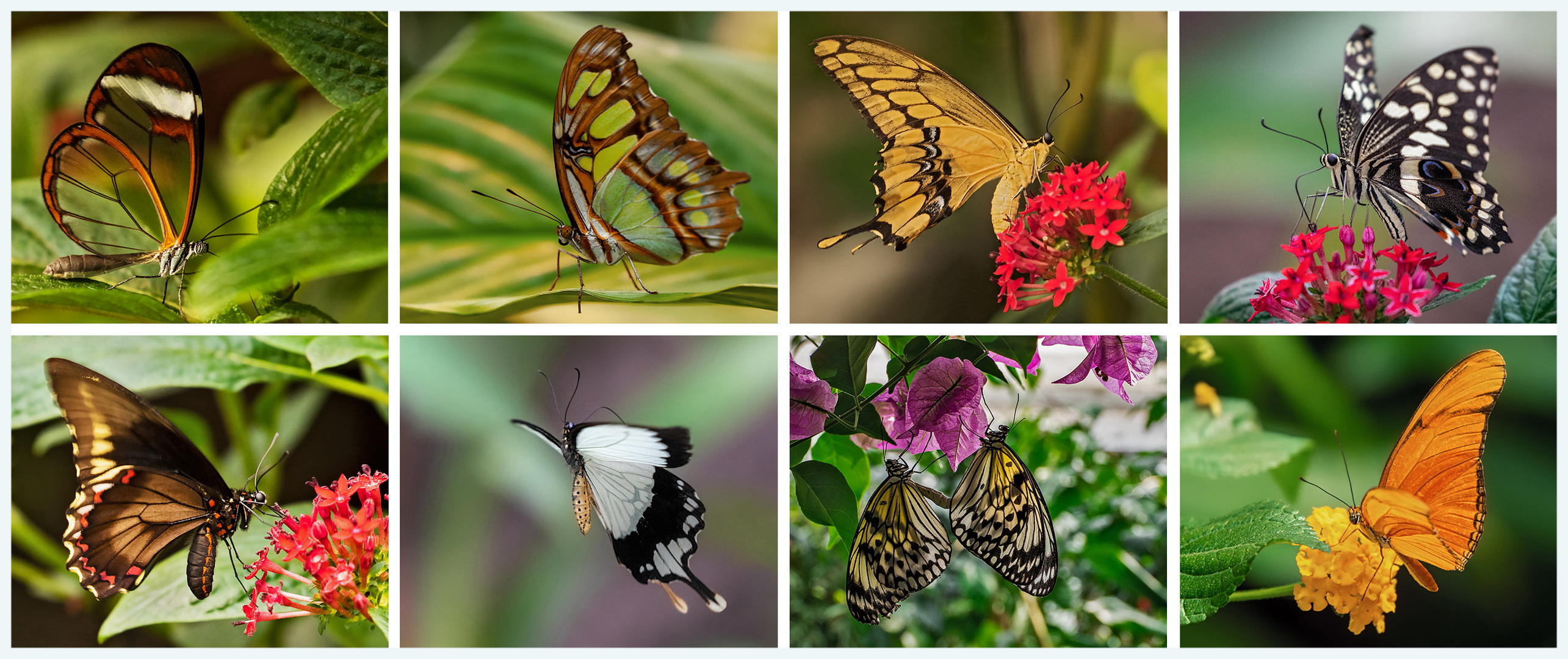 Impressionen aus dem Schmetterlingshaus
