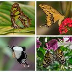 Impressionen aus dem Schmetterlingshaus