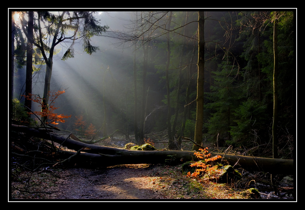 Impressionen aus dem Silberbachtal -6-