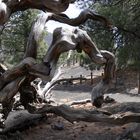 Impressionen aus dem Sunset Crater Volcano Nationalpark