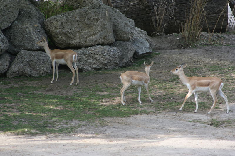 Impressionen aus dem Tiergarten Schönbrunn