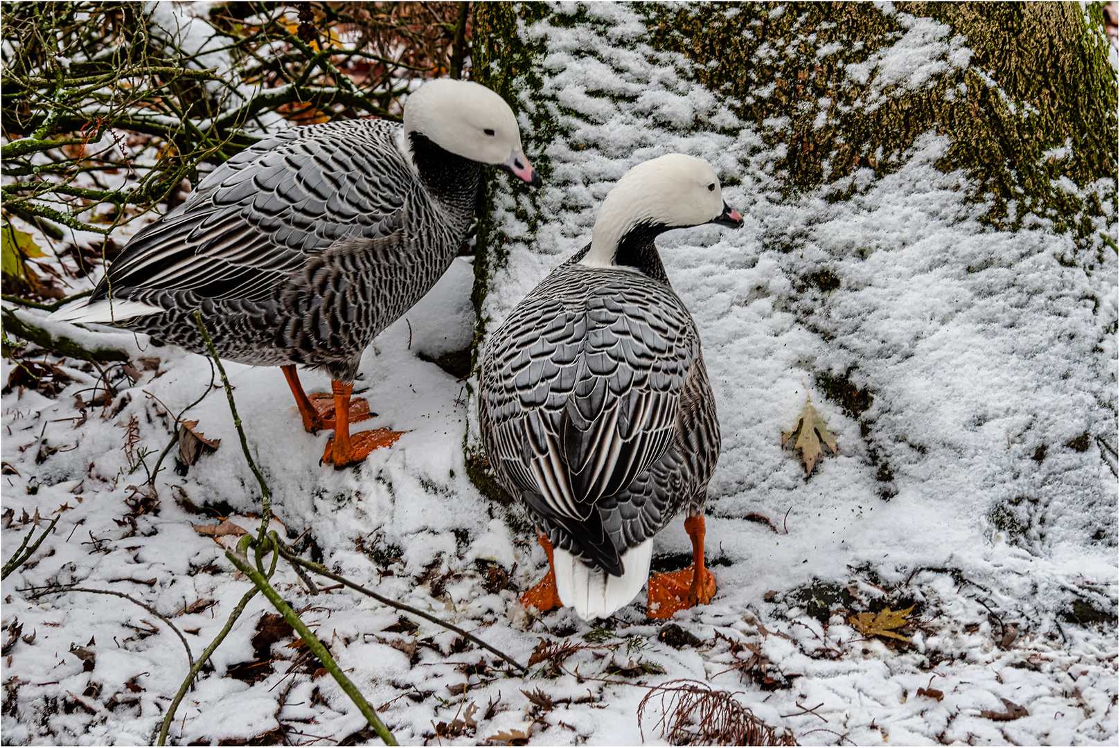 Impressionen aus dem Tierpark.....