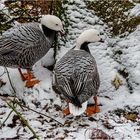 Impressionen aus dem Tierpark.....