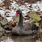 Impressionen aus dem Tierpark.....