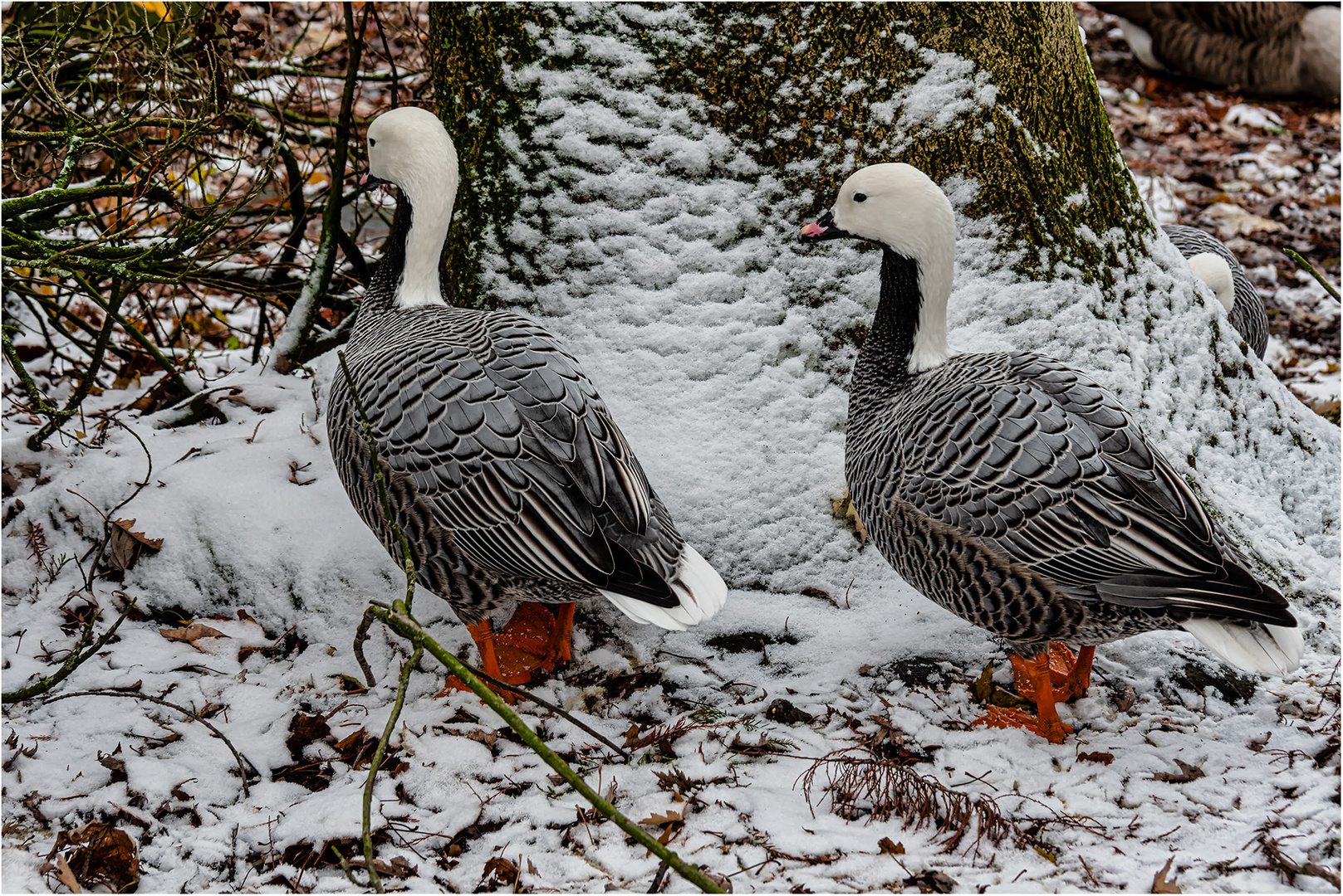 Impressionen aus dem Tierpark.....