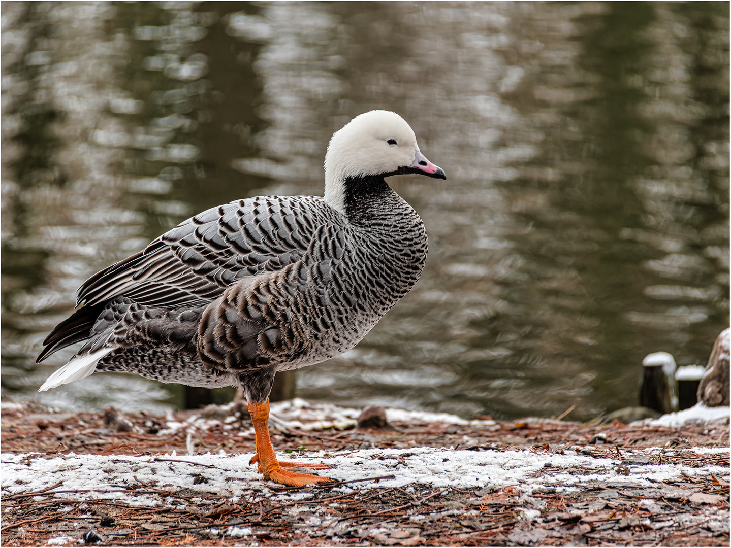 Impressionen aus dem Tierpark.....