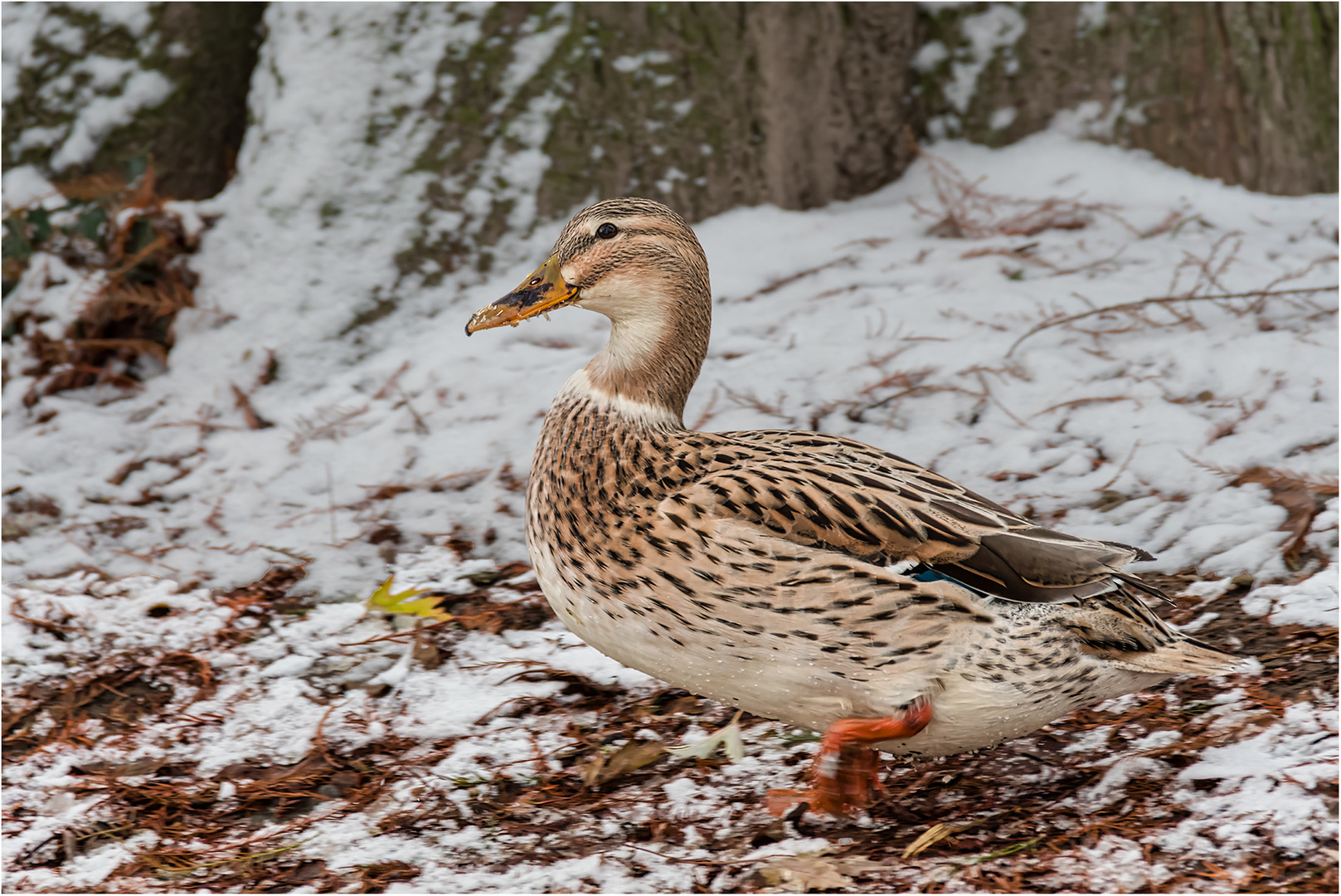 Impressionen aus dem Tierpark.....