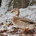 Impressionen aus dem Tierpark.....