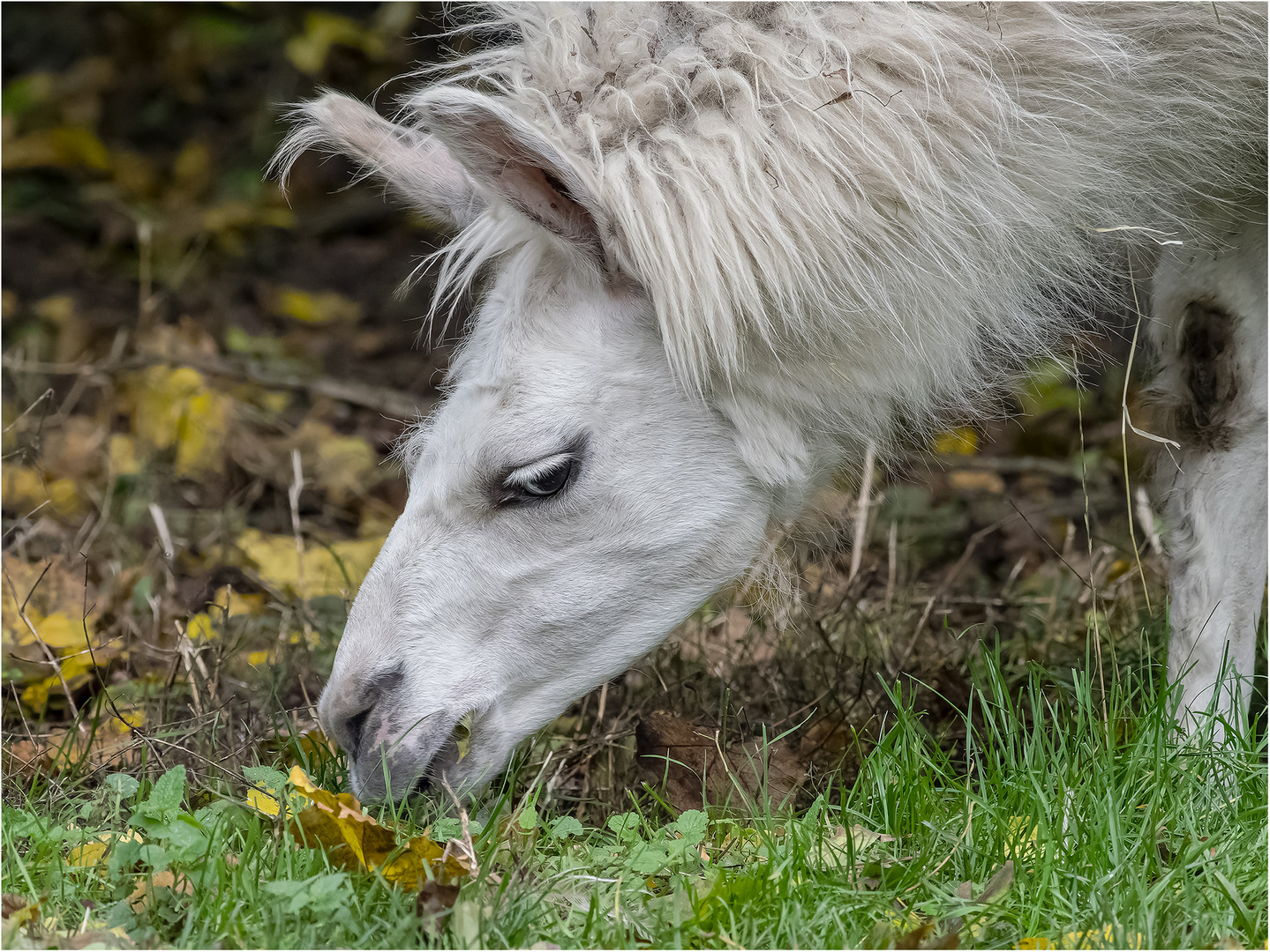 Impressionen aus dem Tierpark.....