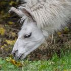 Impressionen aus dem Tierpark.....