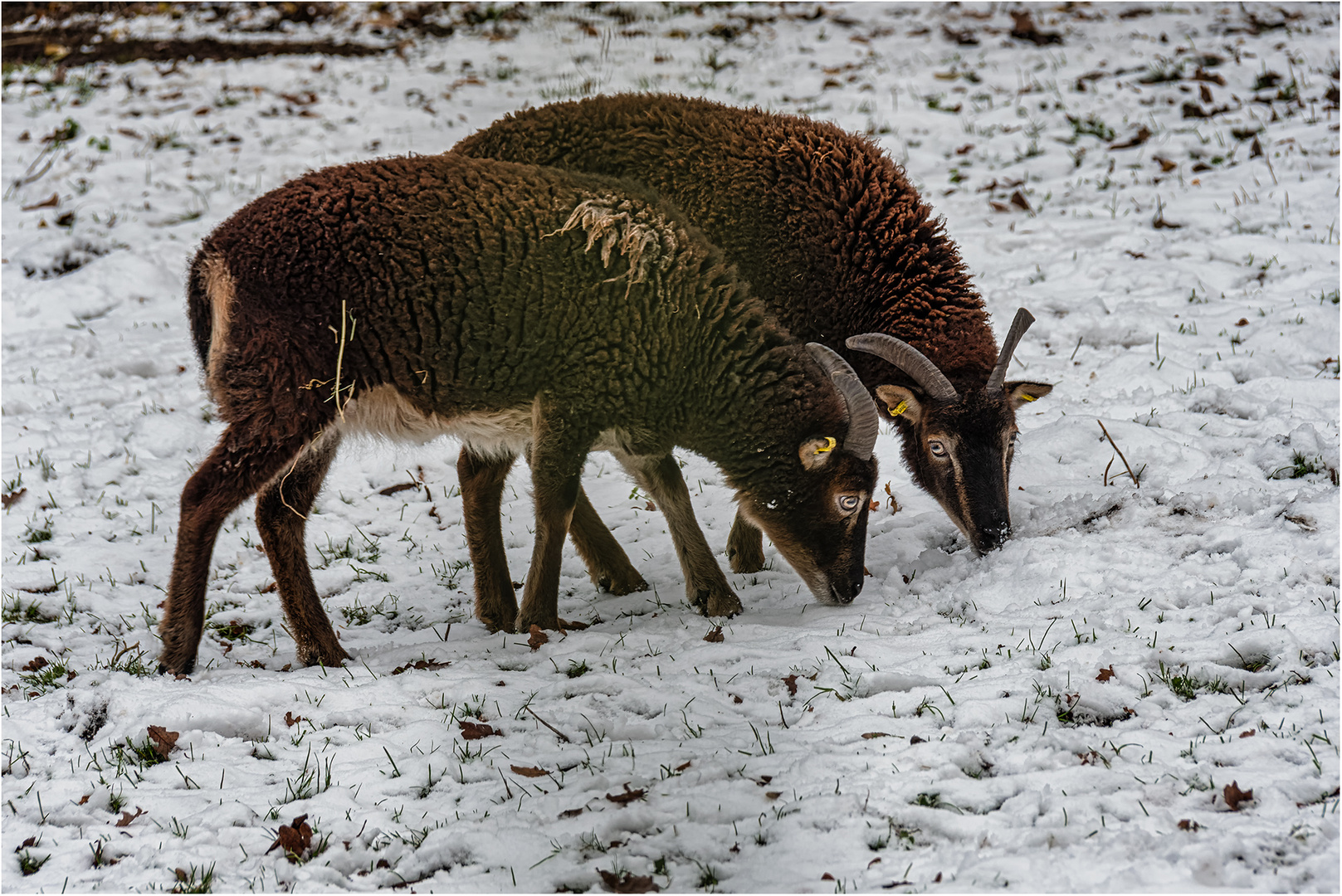 Impressionen aus dem Tierpark.....