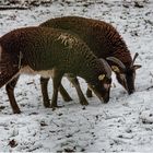 Impressionen aus dem Tierpark.....