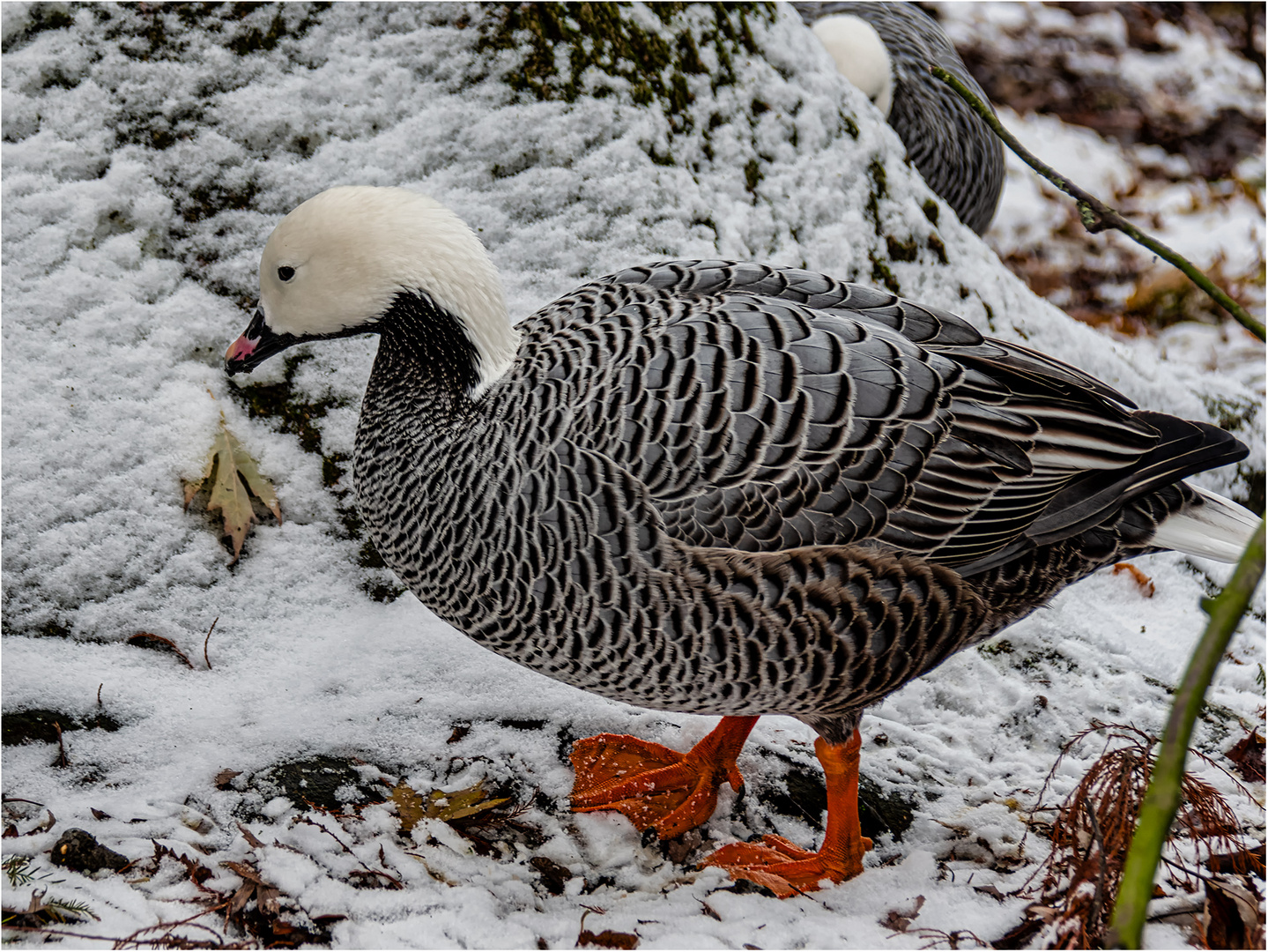 Impressionen aus dem Tierpark.....