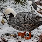 Impressionen aus dem Tierpark.....